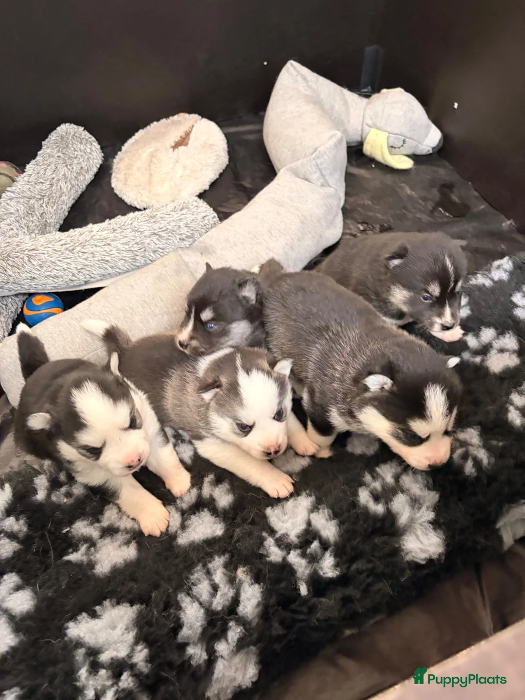 Pomsky honden te koop: Pomsky puppy’s  - Advertentie 2
