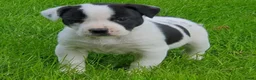 Kruising honden te koop: Border Collie Kruising pups  in Onstwedde - Advertentie 27
