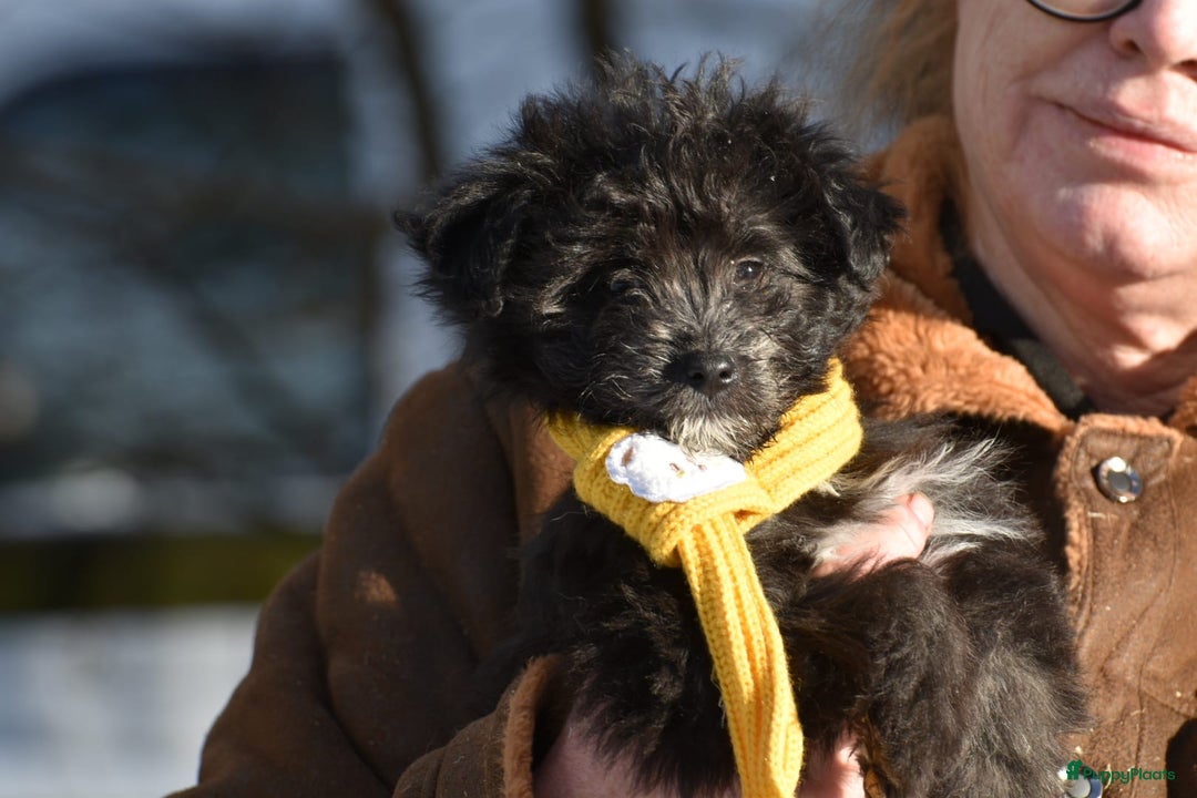 Kruising honden te koop: Zeer lieve pluizenbolletjes met krul 🤗 PomxPoedel - Advertentie 8