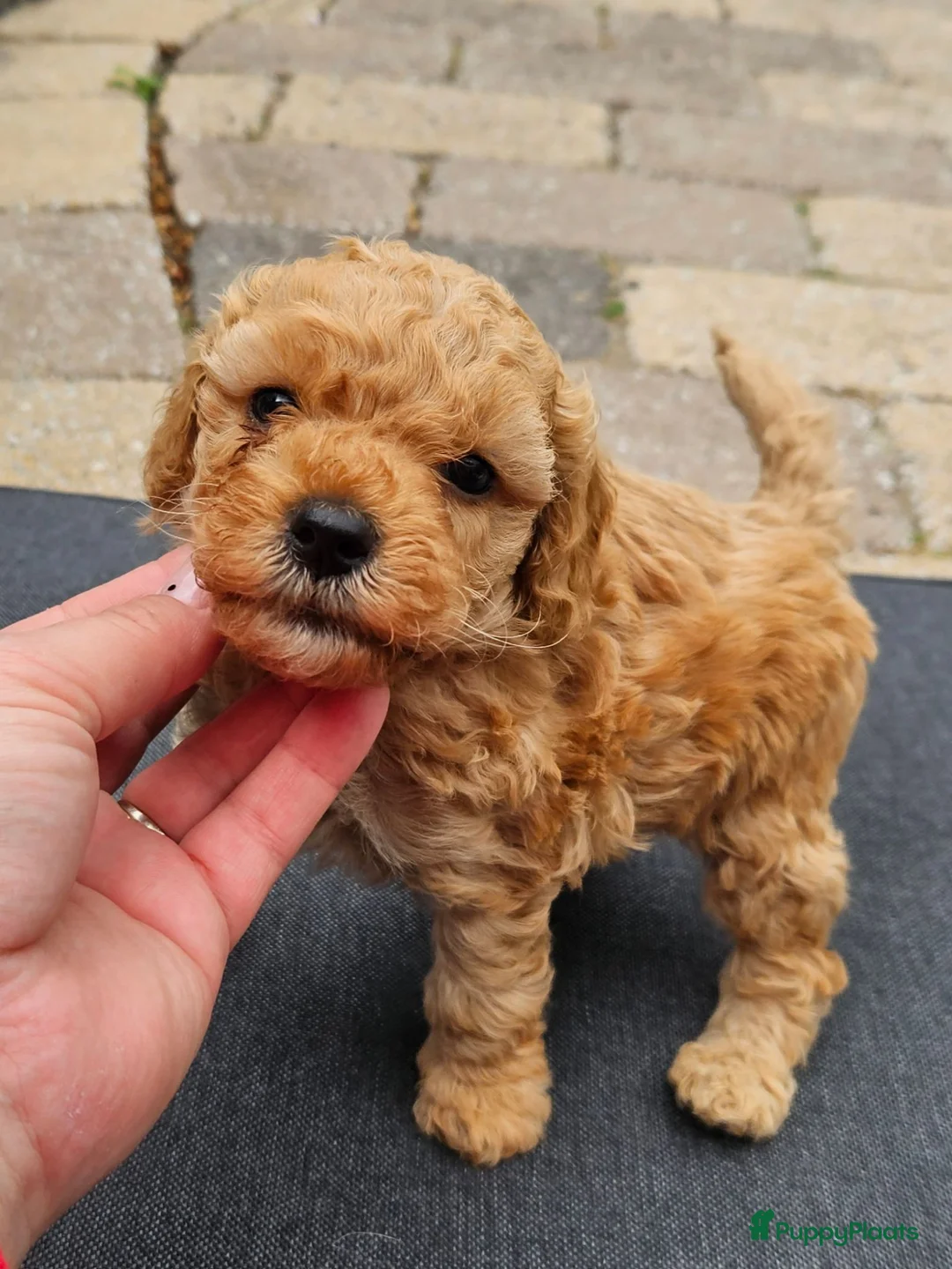 Cockapoo honden te koop: 💚 Cockapoo 💛 - Advertentie 1