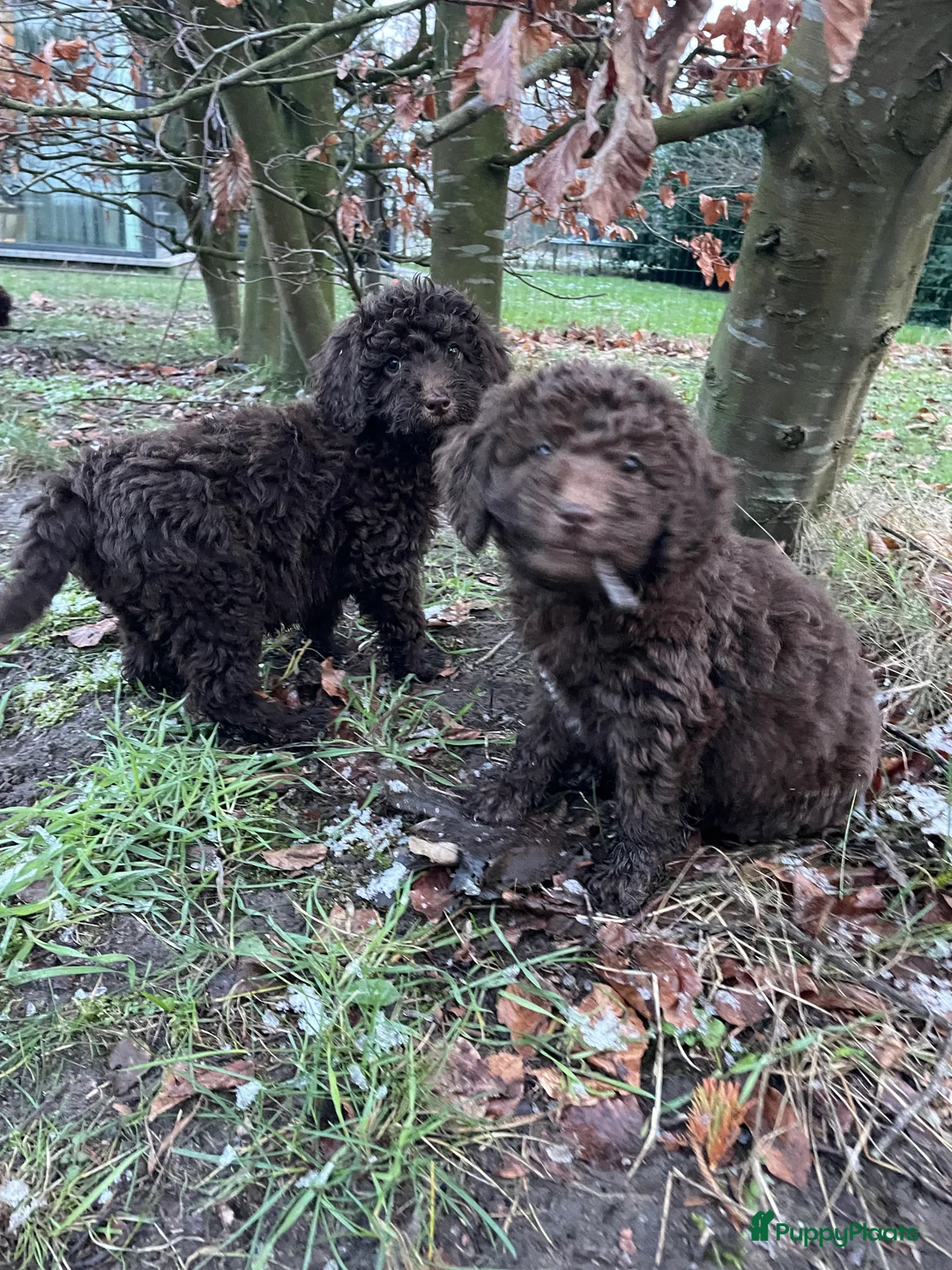 Labradoodle honden te koop: Mooie chocolade Labradoodle pups - Advertentie 1