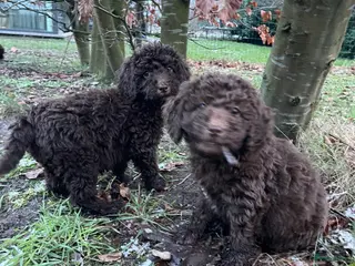 Labradoodle honden Mooie chocolade Labradoodle pups - Advertentie 4