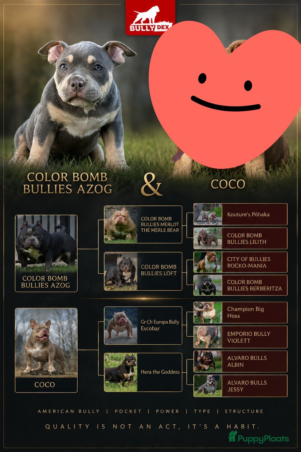 Amerikaanse Bully honden American bully pocket teefje - Advertentie 2