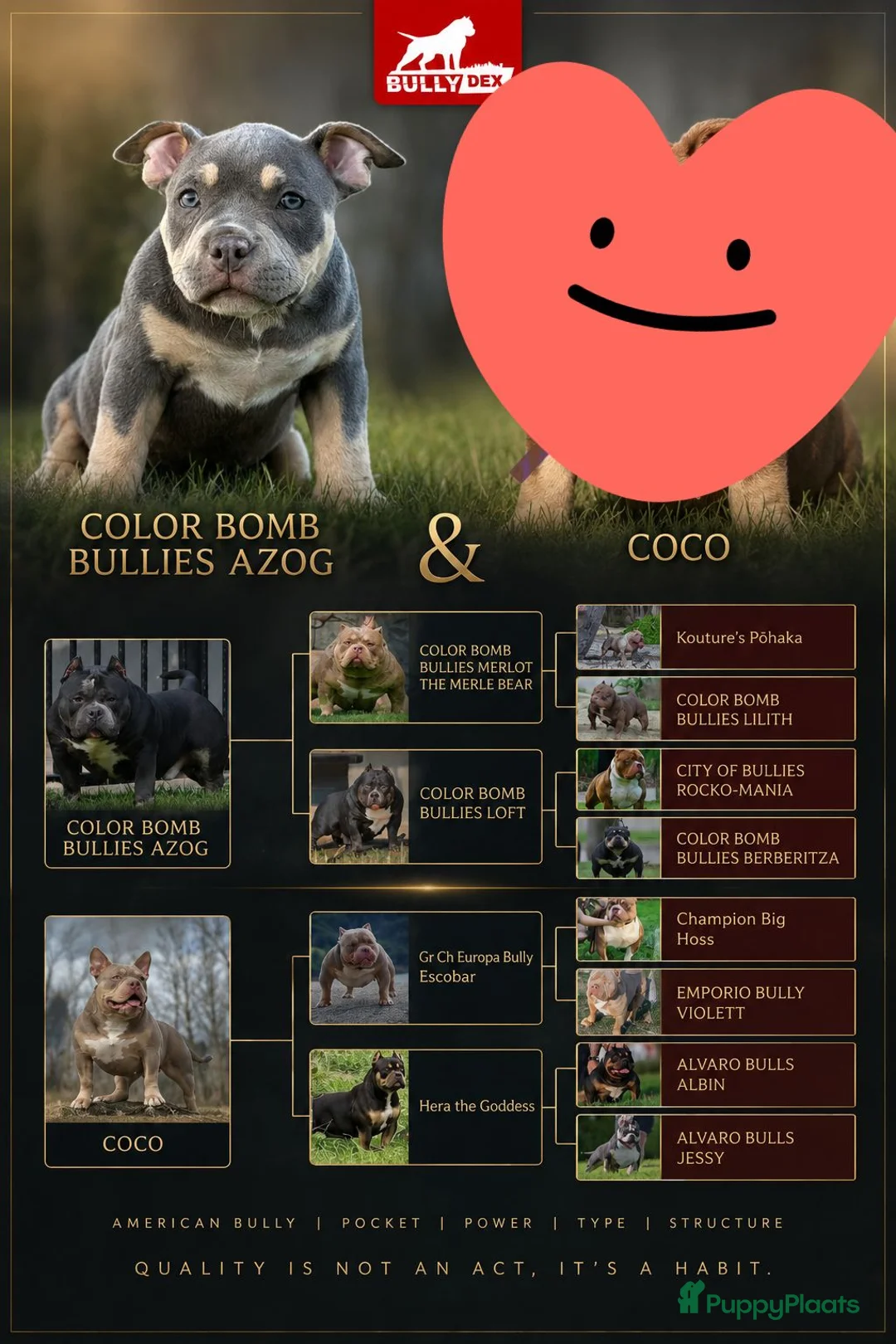 Amerikaanse Bully honden te koop: American bully pocket teefje - Advertentie 1