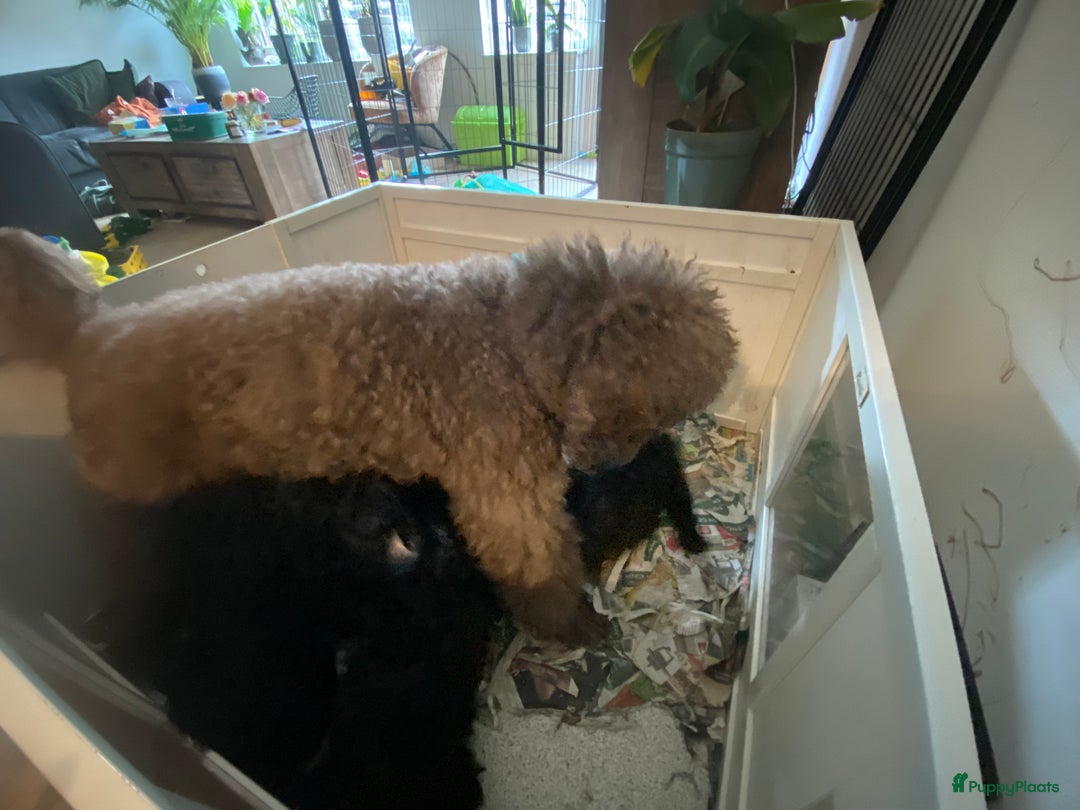 Labradoodle honden te koop: Supermooie labradoodles - Afbeelding 8