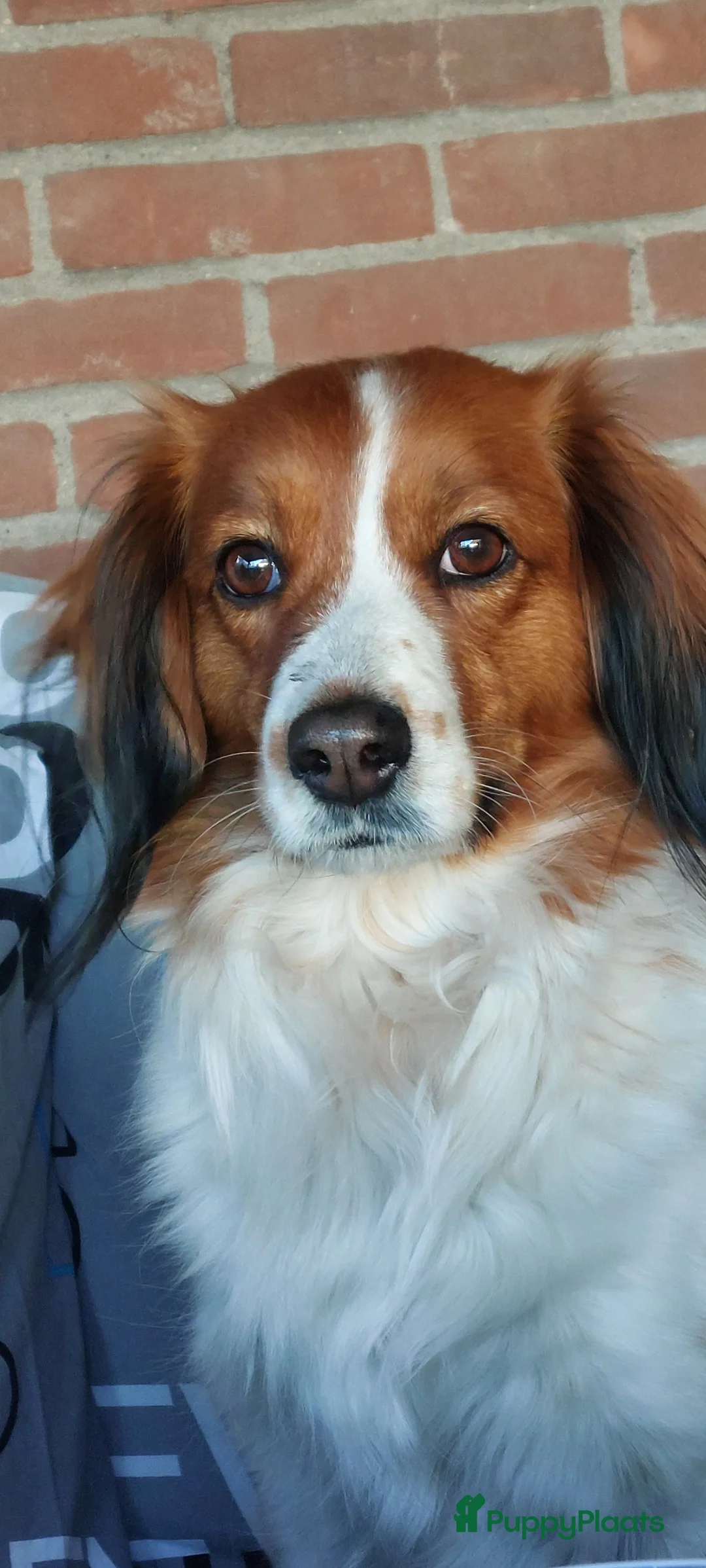 Kooikerhondje honden te koop: Kooikerpups in Oldenzaal - Advertentie 2