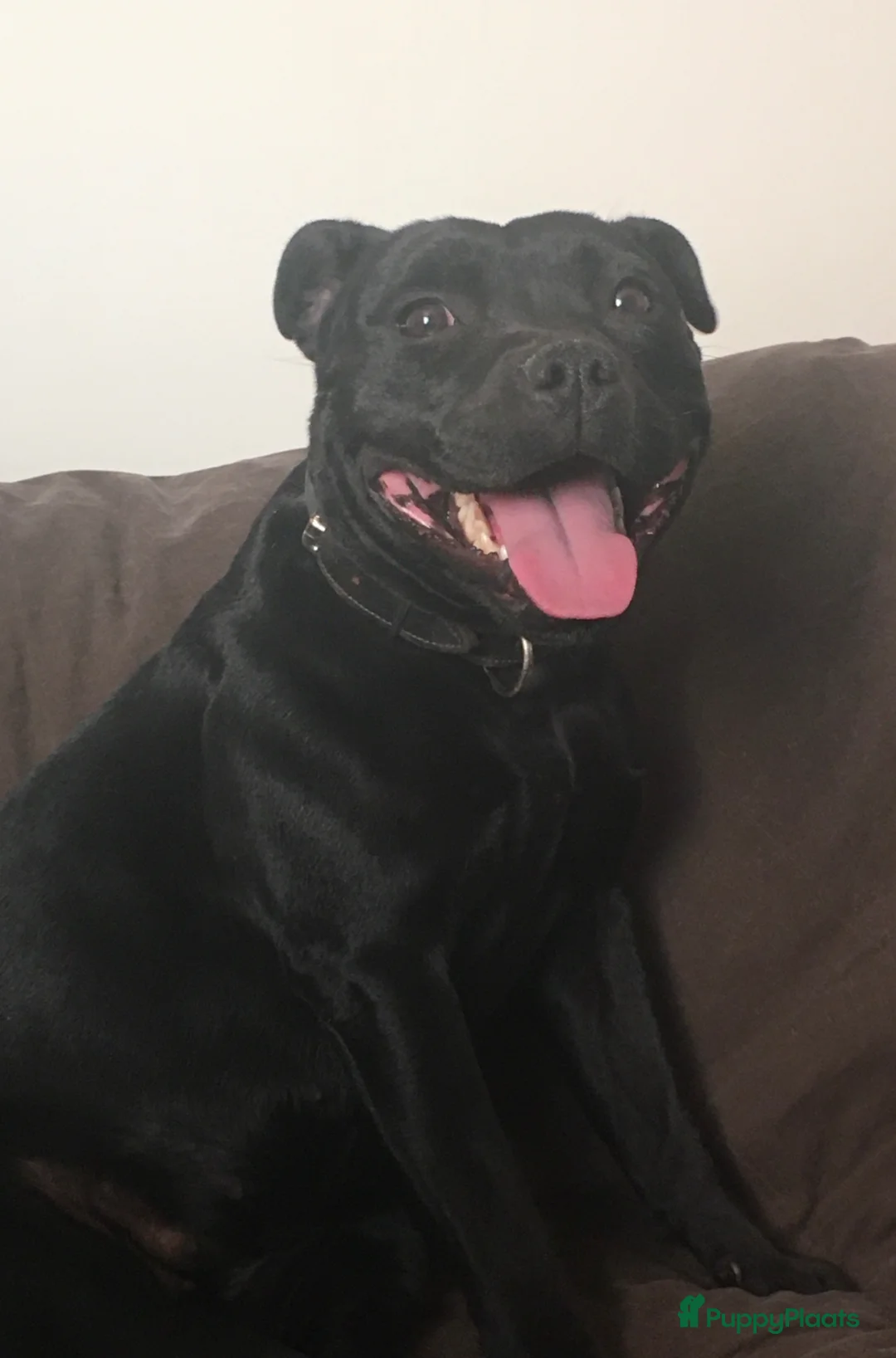 Engelse Stafford honden te koop: Engelse Stafford pups (Staffordshire bull terriër) - Advertentie 2