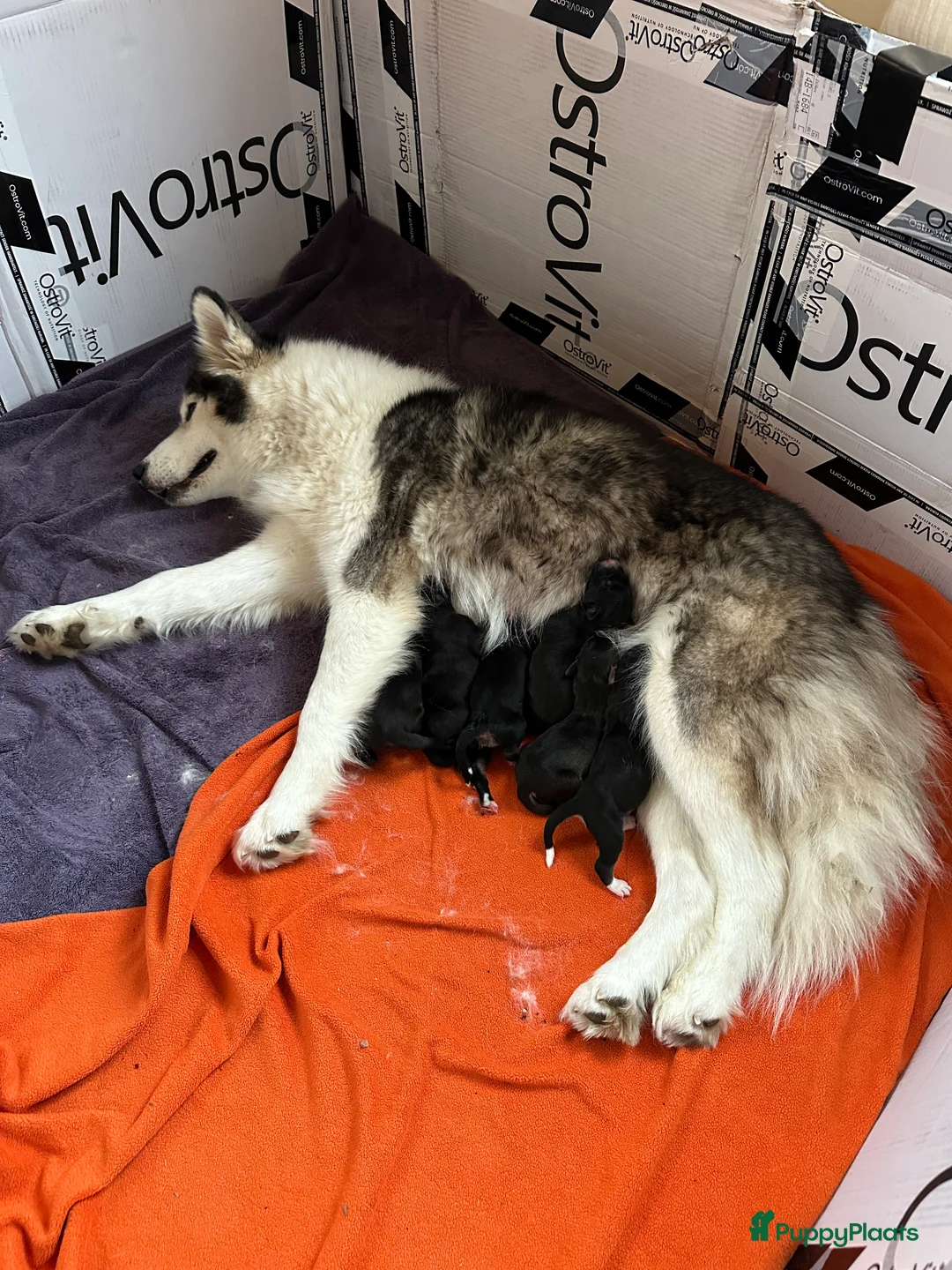 Kruising honden te koop: Lieve puppies te koop - Advertentie 3