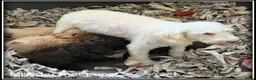 Kruising honden te koop: Boompoo middelslag pups. Poedel x Boomer - Advertentie 8