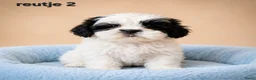 Boomer honden te koop: Mooie gezonde boomer pups. Maltezer maal shih tzu - Advertentie 10