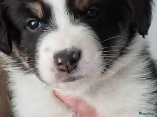 Australian Shepherd honden Australian Shepherd met stamboom - Advertentie 11