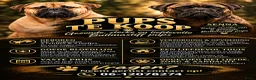 Bullmastiff honden te koop: Prachtige Bullmastiff Pups - Advertentie 1