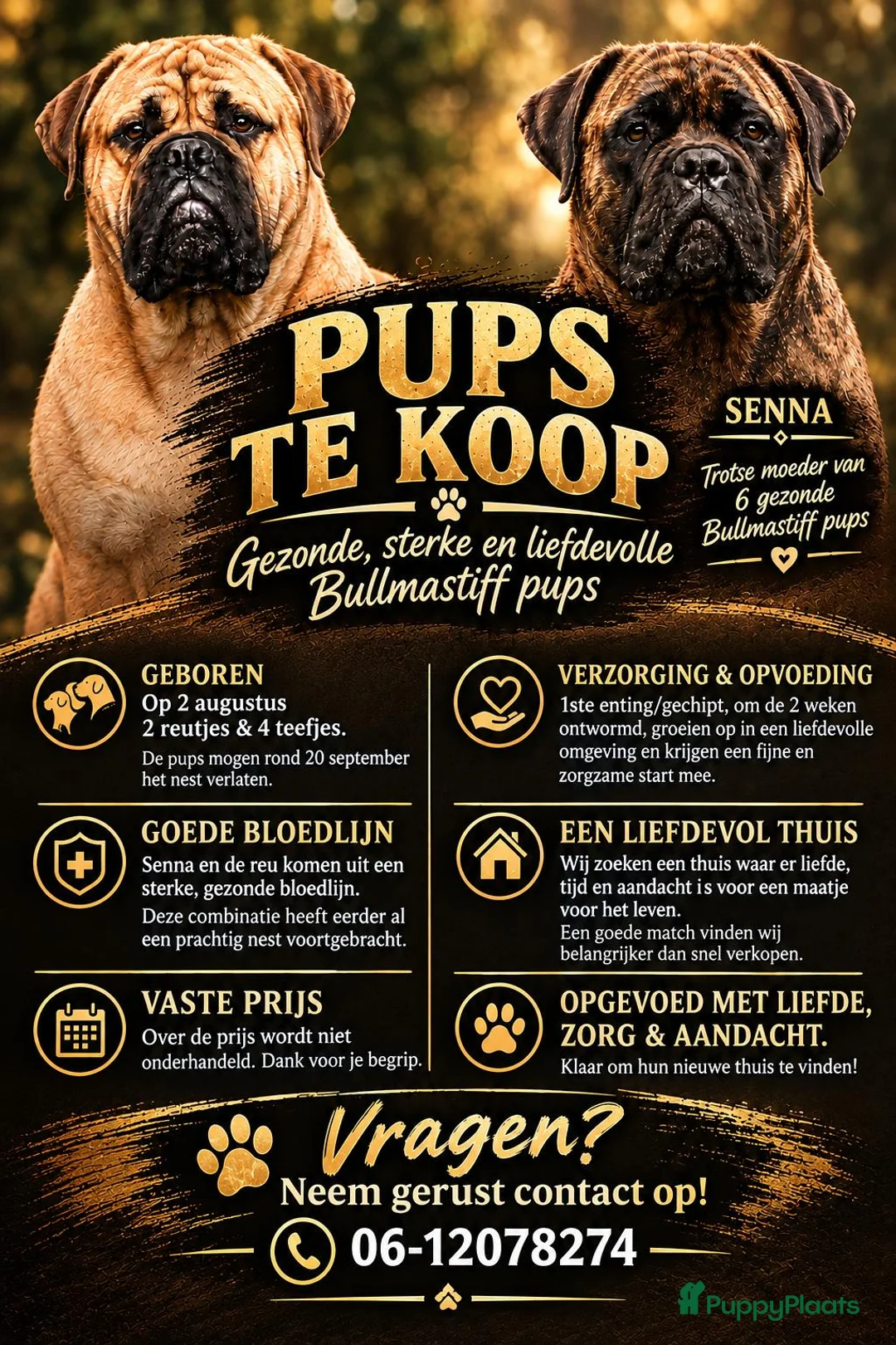 Bullmastiff honden te koop: Prachtige Bullmastiff Pups - Advertentie 1