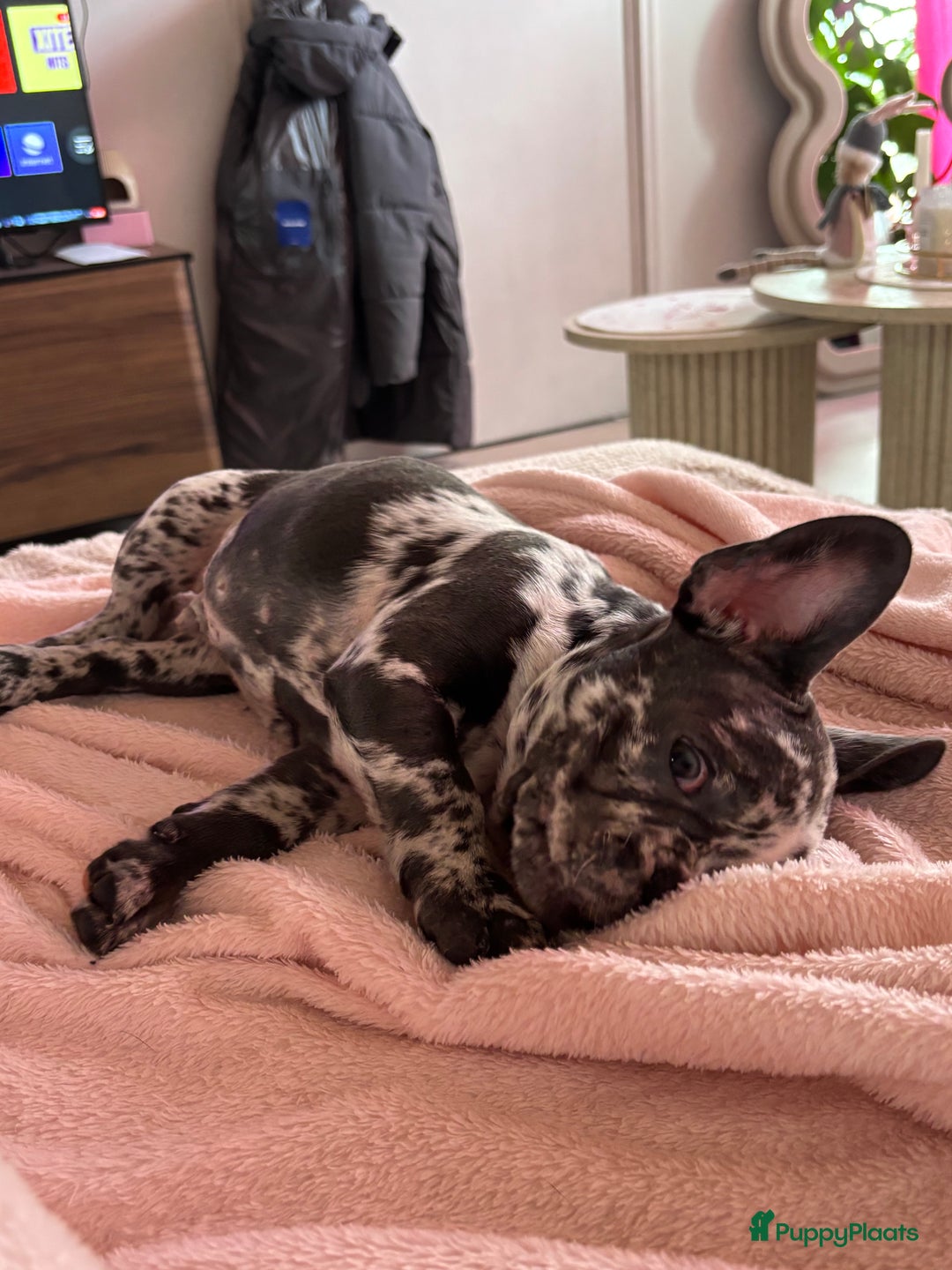 Franse Bulldog honden te koop: Franse bulldog - Advertentie 3