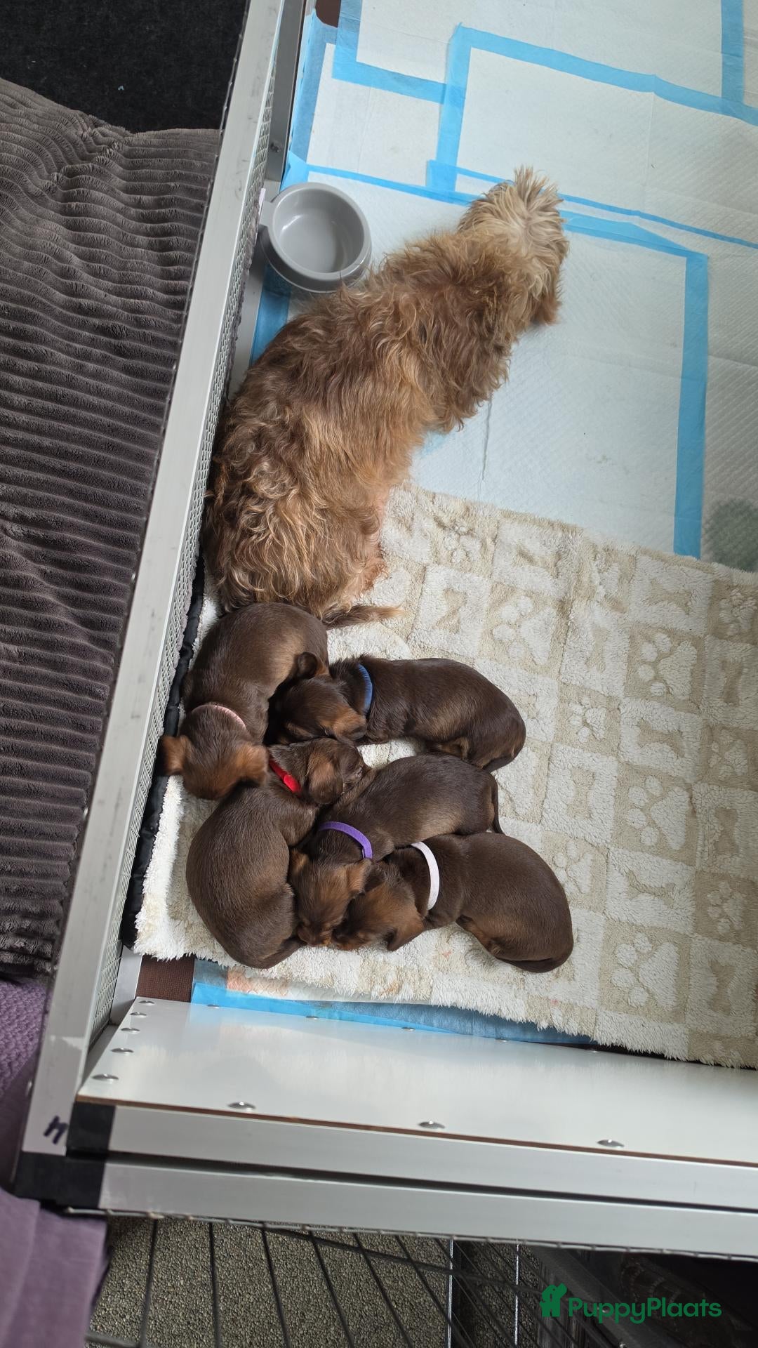 Ruwhaar Teckel honden Prachtige choco tan ruwhaar reutje beschikbaar - Advertentie 2