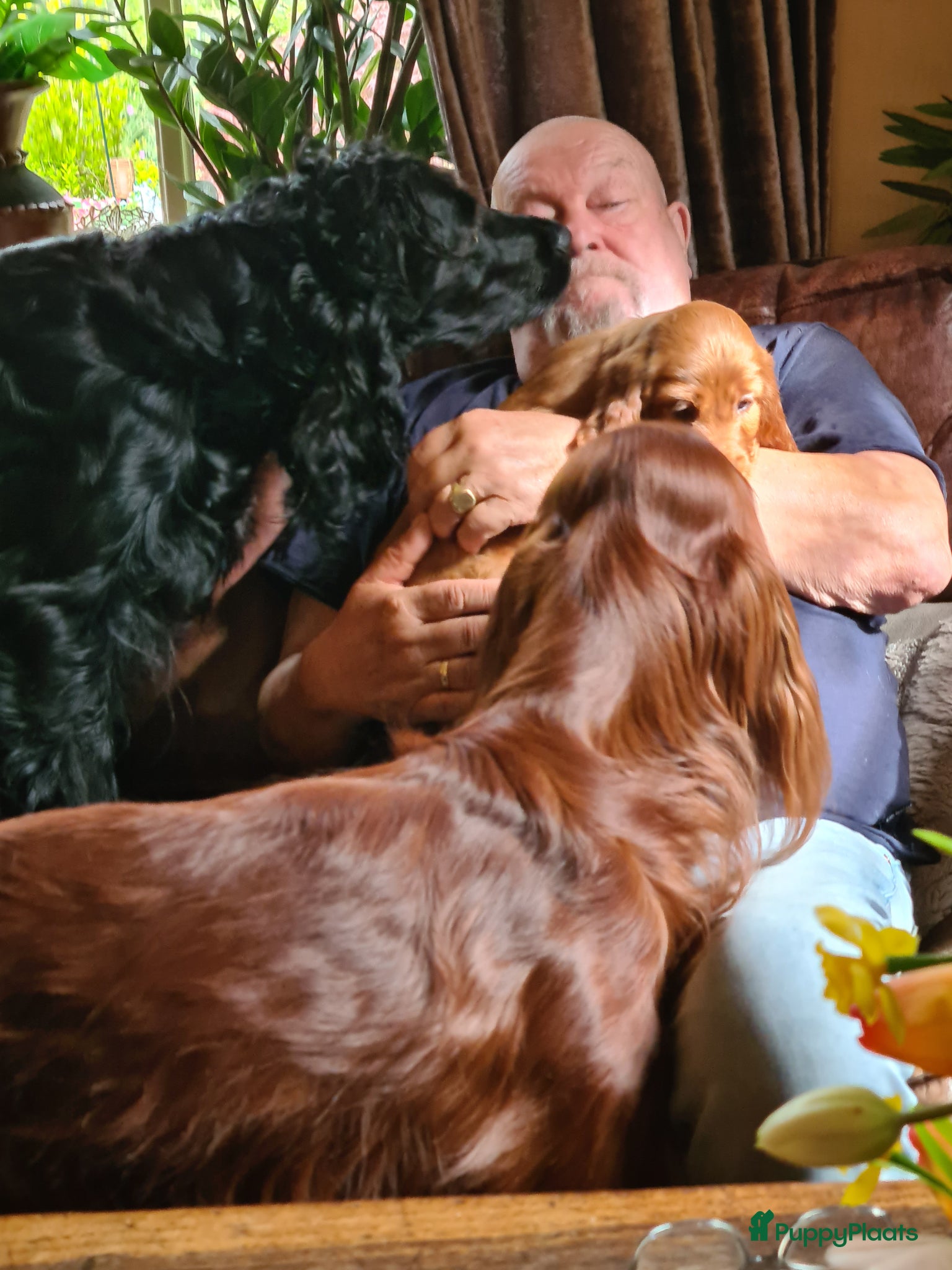 Ierse Setter honden Ierse setter pups  - Advertentie 1