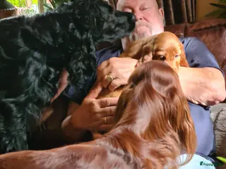 Ierse Setter honden Ierse setter pups - Advertentie 5