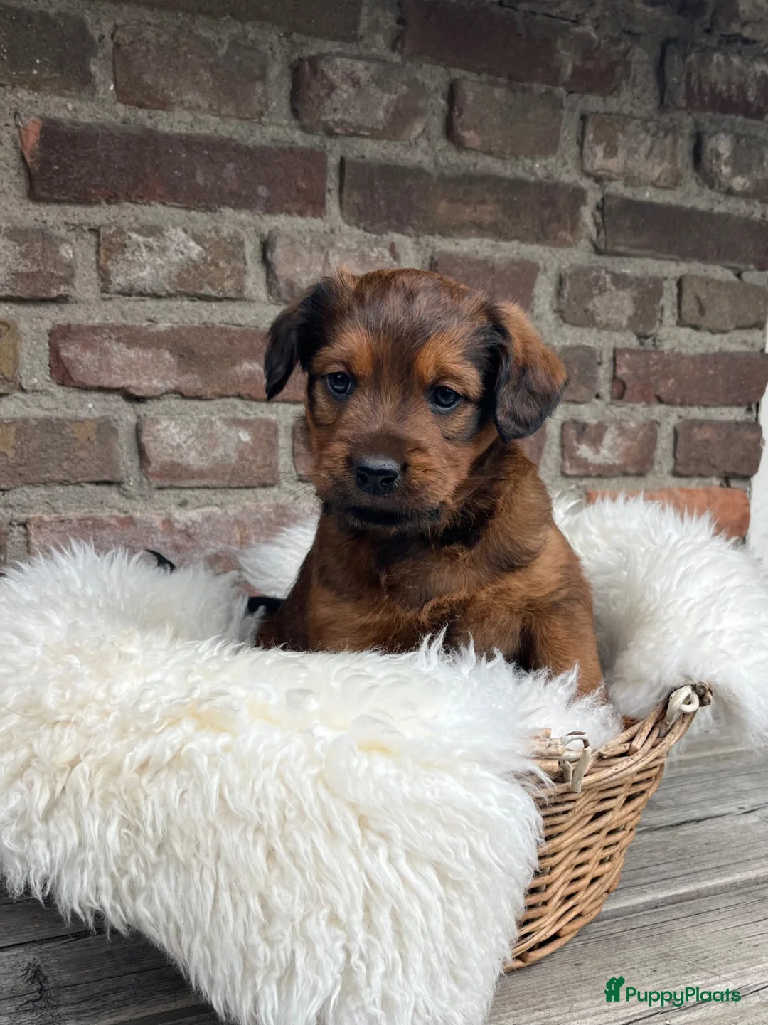 Kruising honden te koop: Prachtige Labradoodle X rottweiler pups  - Advertentie 2