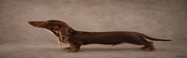 Choco tan langhaar pup