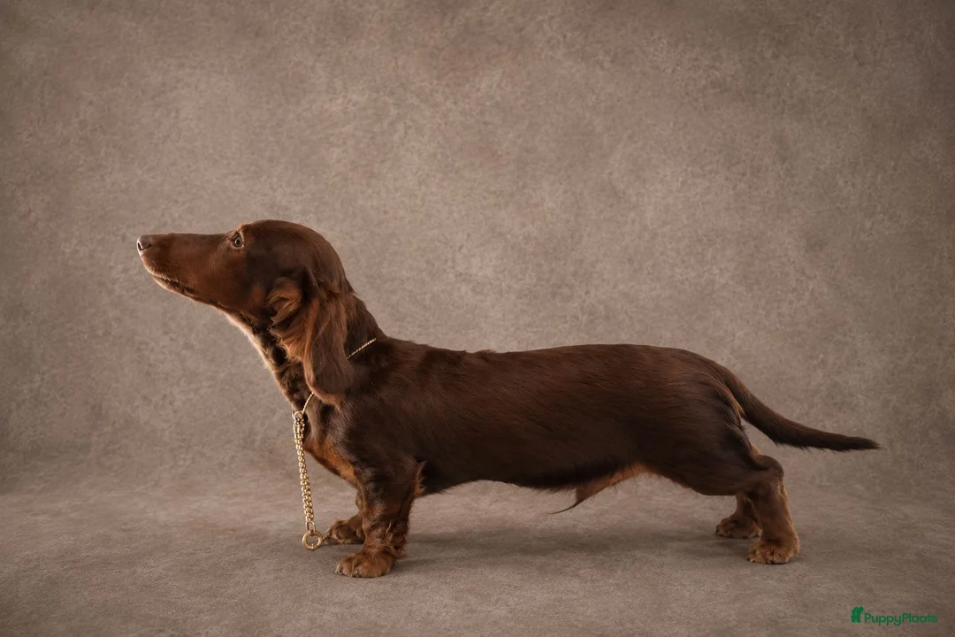 Teckel (langhaar) honden te koop: 🩵 Prachtige Langharige dwerg teckel pup 🩵 - Advertentie 2