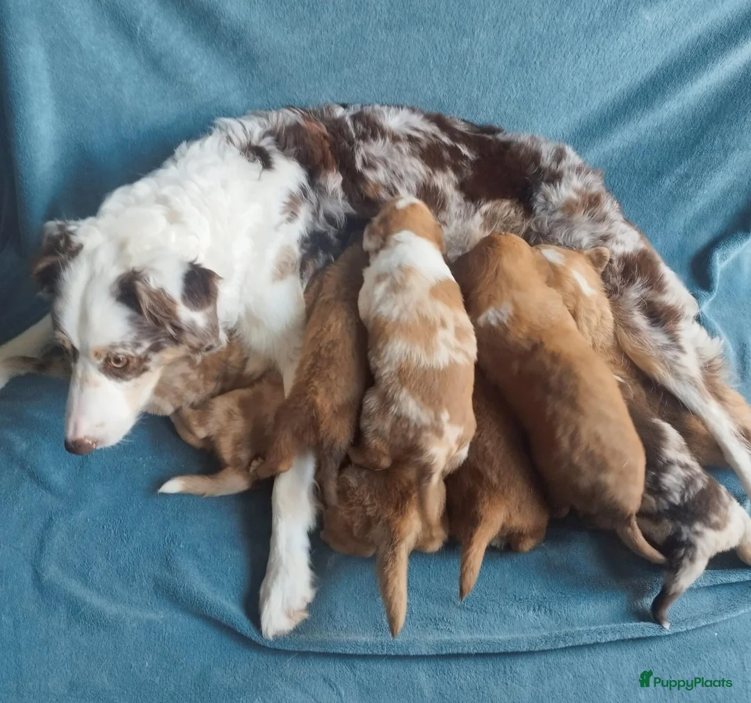 Kruising honden te koop: Border collie x nova scotia duck toller ret. pups - Advertentie 1