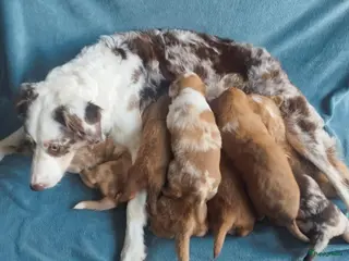 Kruising honden Border collie x nova scotia duck toller ret. pups - Advertentie 4