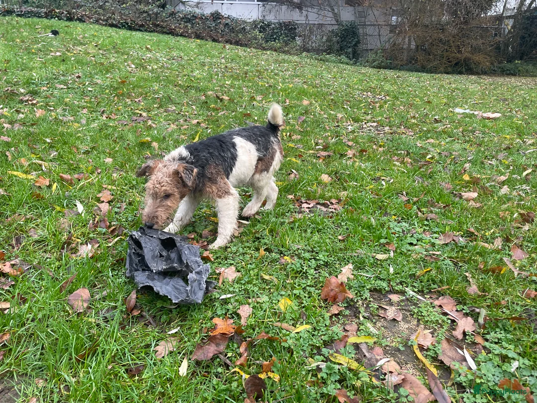 Fox Terriër Draadhaar honden te koop: ruwharige fox terrier pups - Advertentie 6