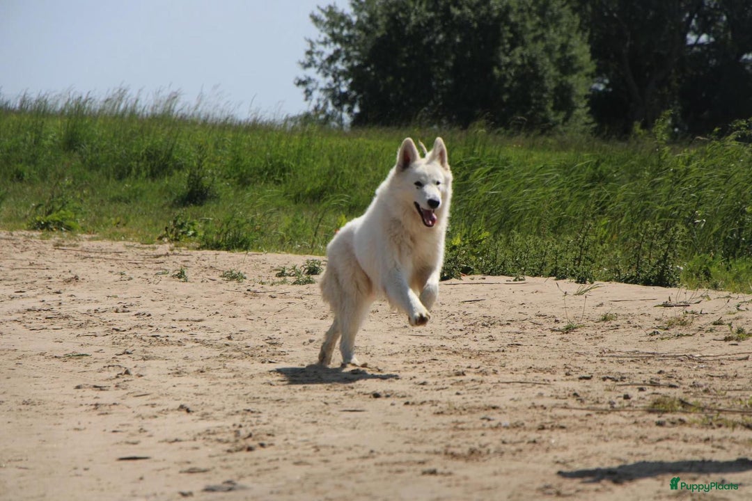 Zwitserse Witte Herdershond honden te koop: raszuivere lieve zwitserse witte herder pups in Nieuwland - Afbeelding 9