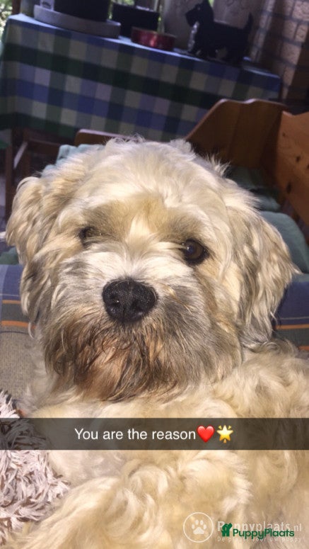 Malshi honden Lieve knuffel dekreu boomer in Oudkarspel - Advertentie 17