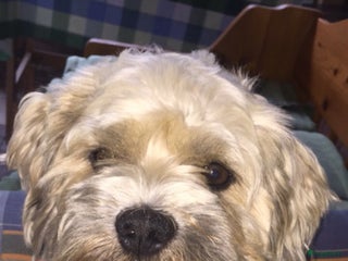 Malshi honden Lieve knuffel dekreu boomer in Oudkarspel - Advertentie 19