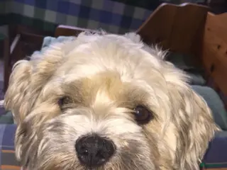 Malshi honden Lieve knuffel dekreu boomer in Oudkarspel - Advertentie 22