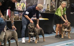 Amerikaanse Bully honden te koop: Laatste american bully XL teefje  - Afbeelding 14