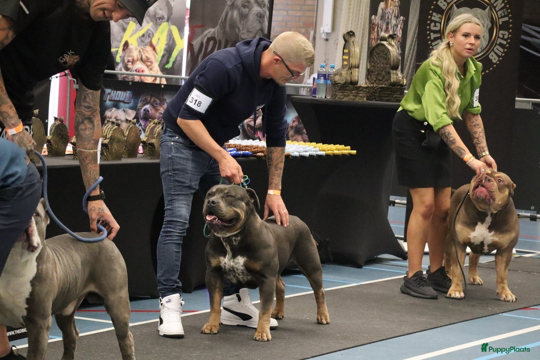 Amerikaanse Bully honden te koop: Laatste american bully XL teefje  - Afbeelding 14