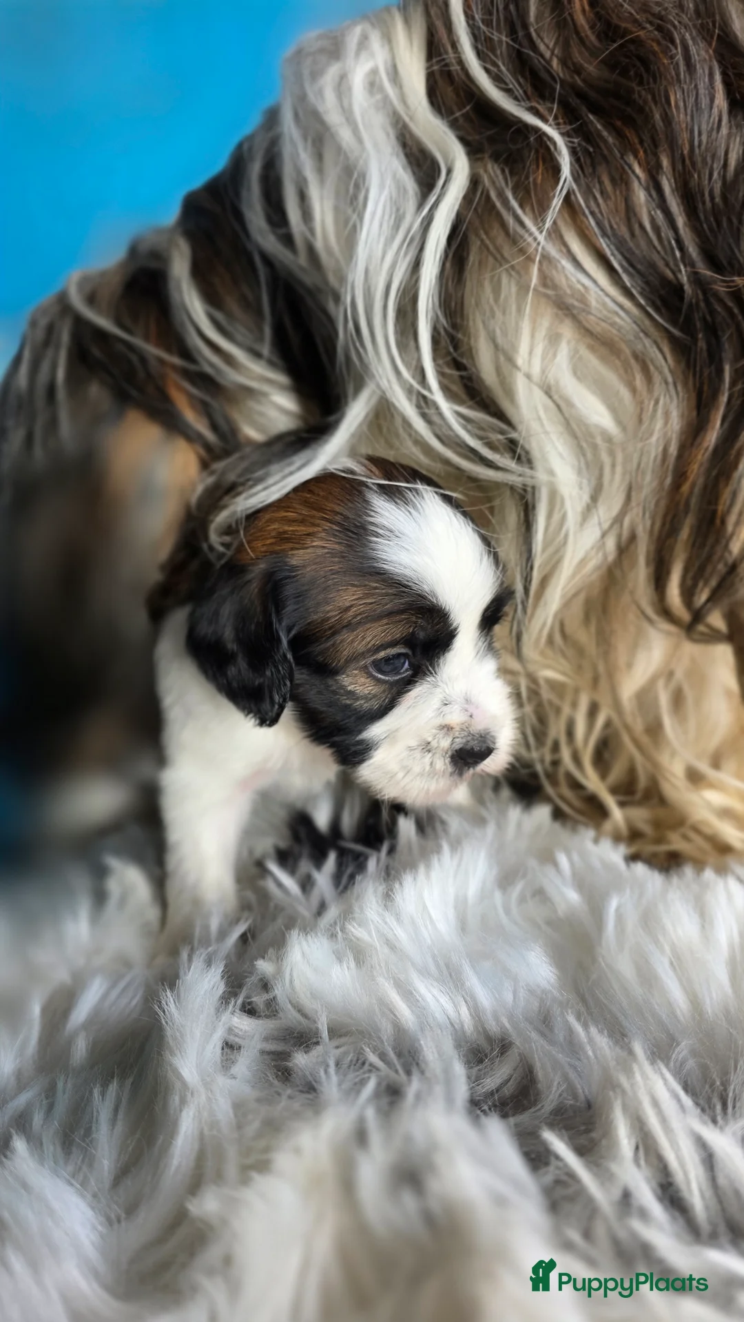 Tibetaanse Terriër honden te koop: Tibetaanse terrier pups FCI stamboom.  - Advertentie 2