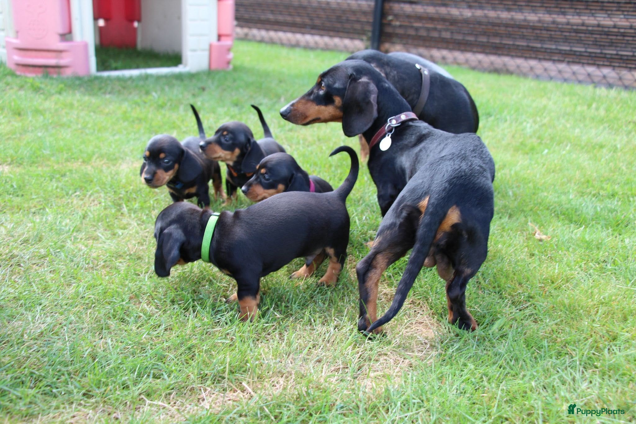 Teckel (korthaar)  honden Mooie teckel pups black en tan - Advertentie 1