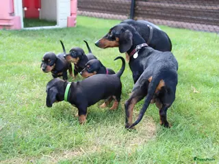 Teckel (korthaar) honden Mooie teckel pups black en tan - Advertentie 4