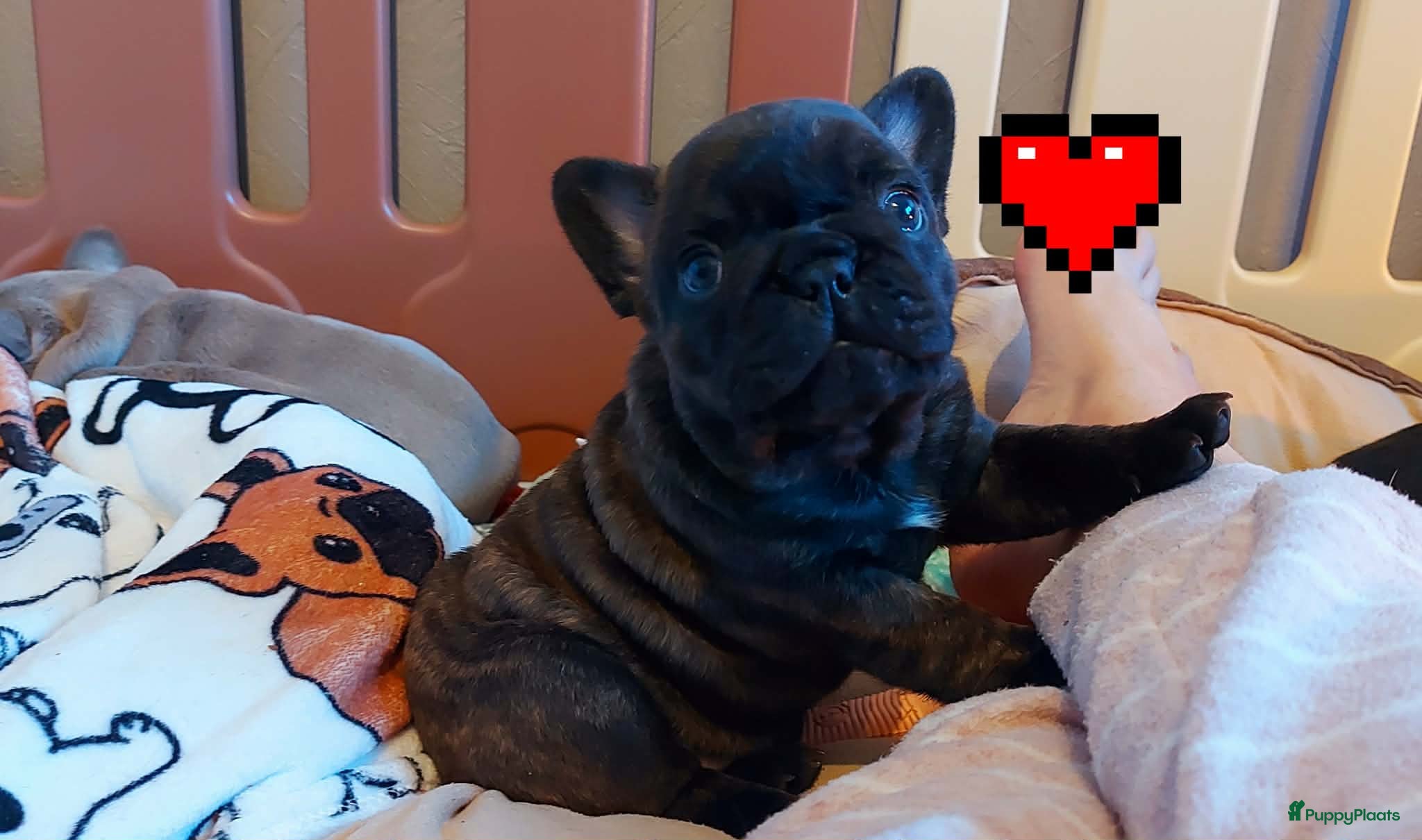 Franse Bulldog honden Prachtige Franse Bulldog pups met stamboom - Advertentie 2