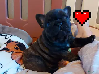 Franse Bulldog honden Prachtige Franse Bulldog pups met stamboom - Advertentie 2