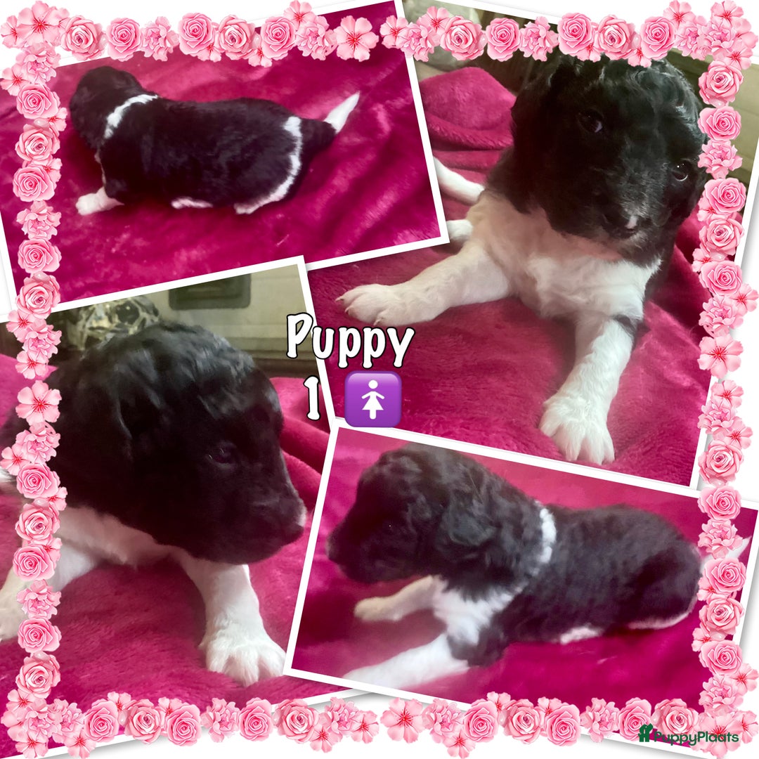 Friese Stabij honden te koop: Prachtige stabij pups - Advertentie 2