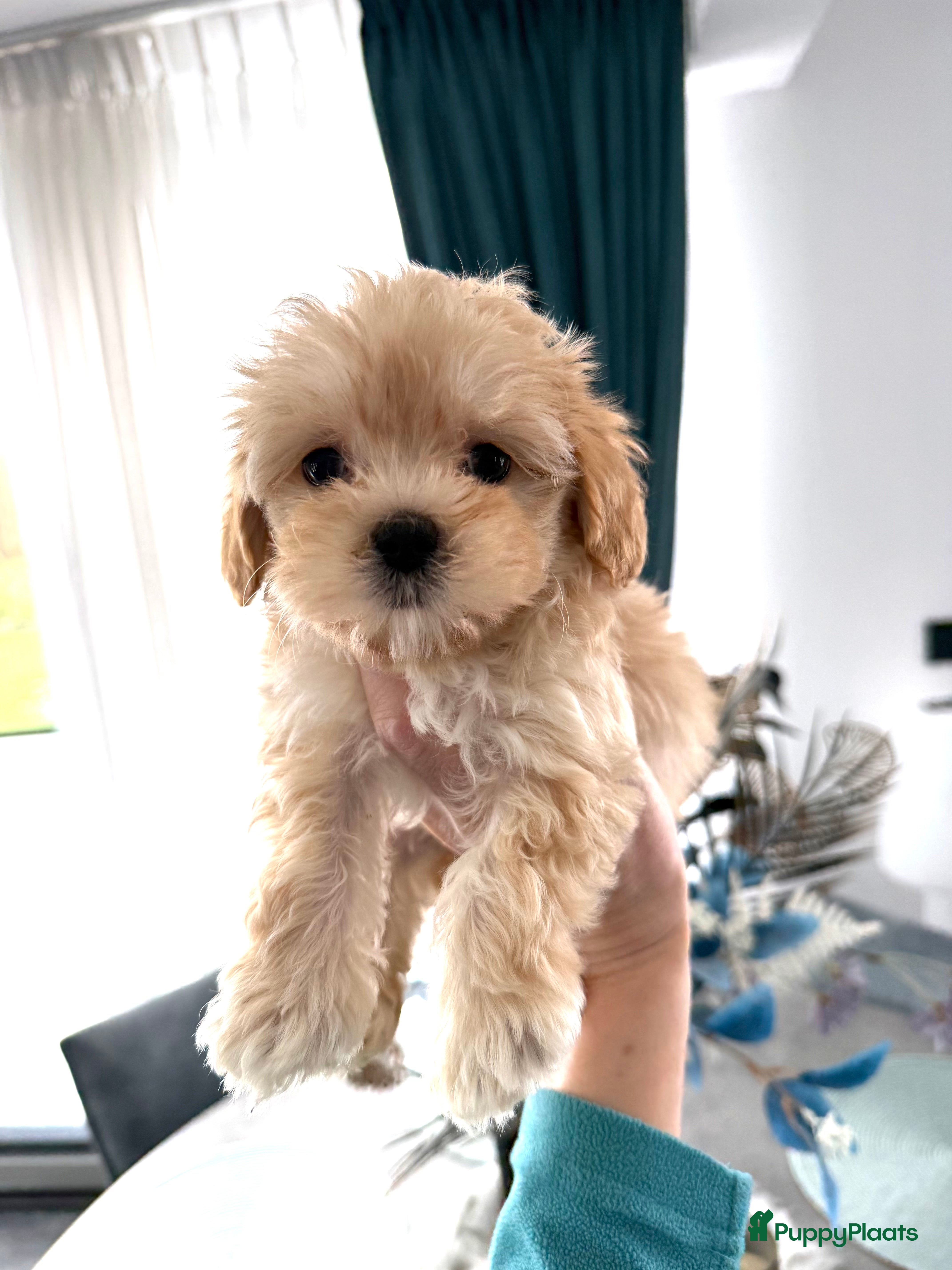Maltipoo honden Prachtige mini maltipoo pups hier geboren - Advertentie 2