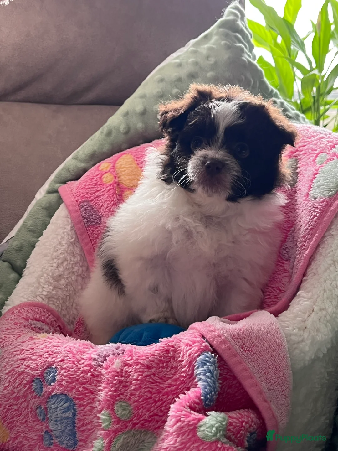 Maltipom honden te koop: Maltipoms  - Advertentie 7