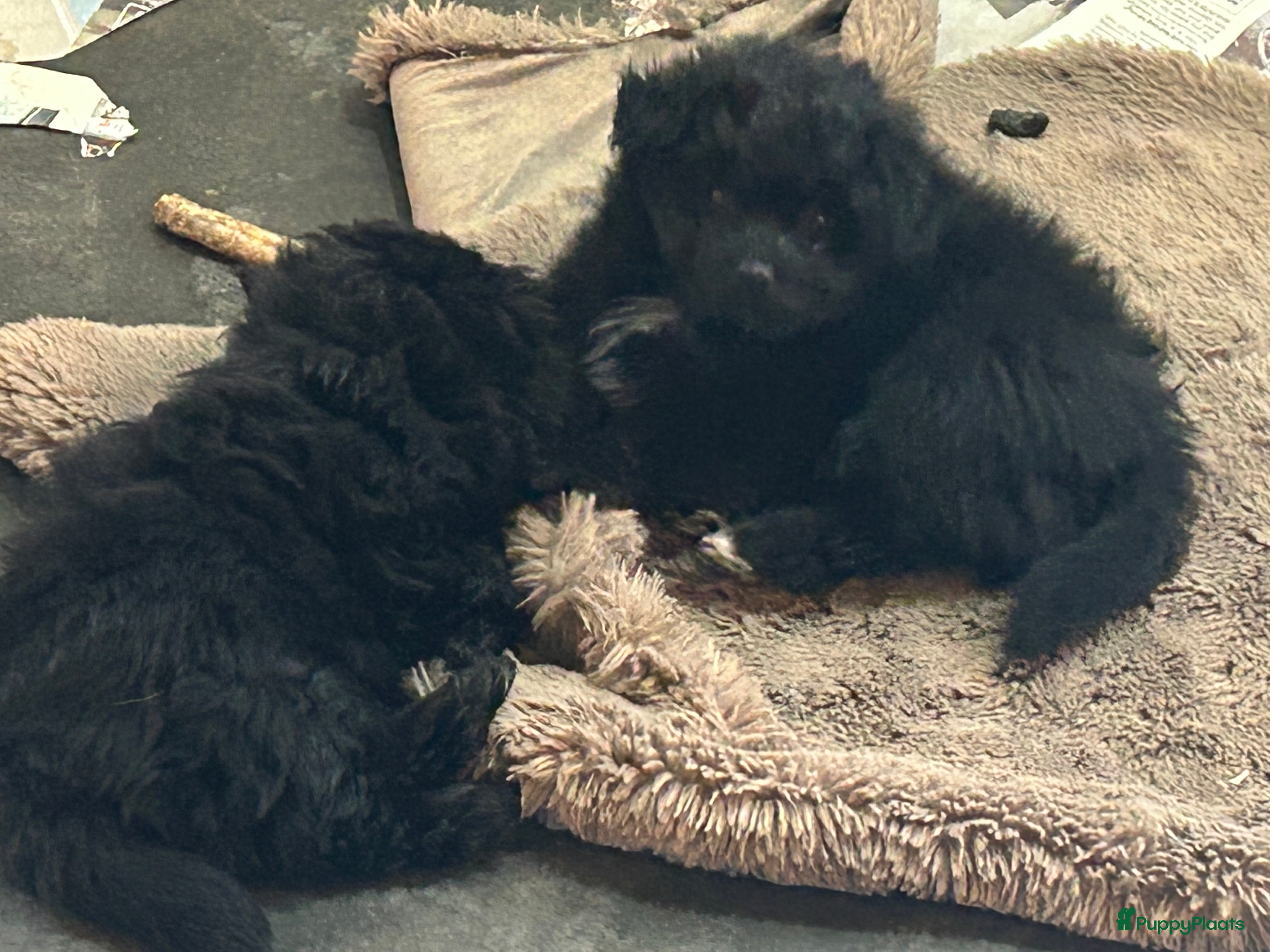 Kruising honden Pomapoo reutjes - Advertentie 1