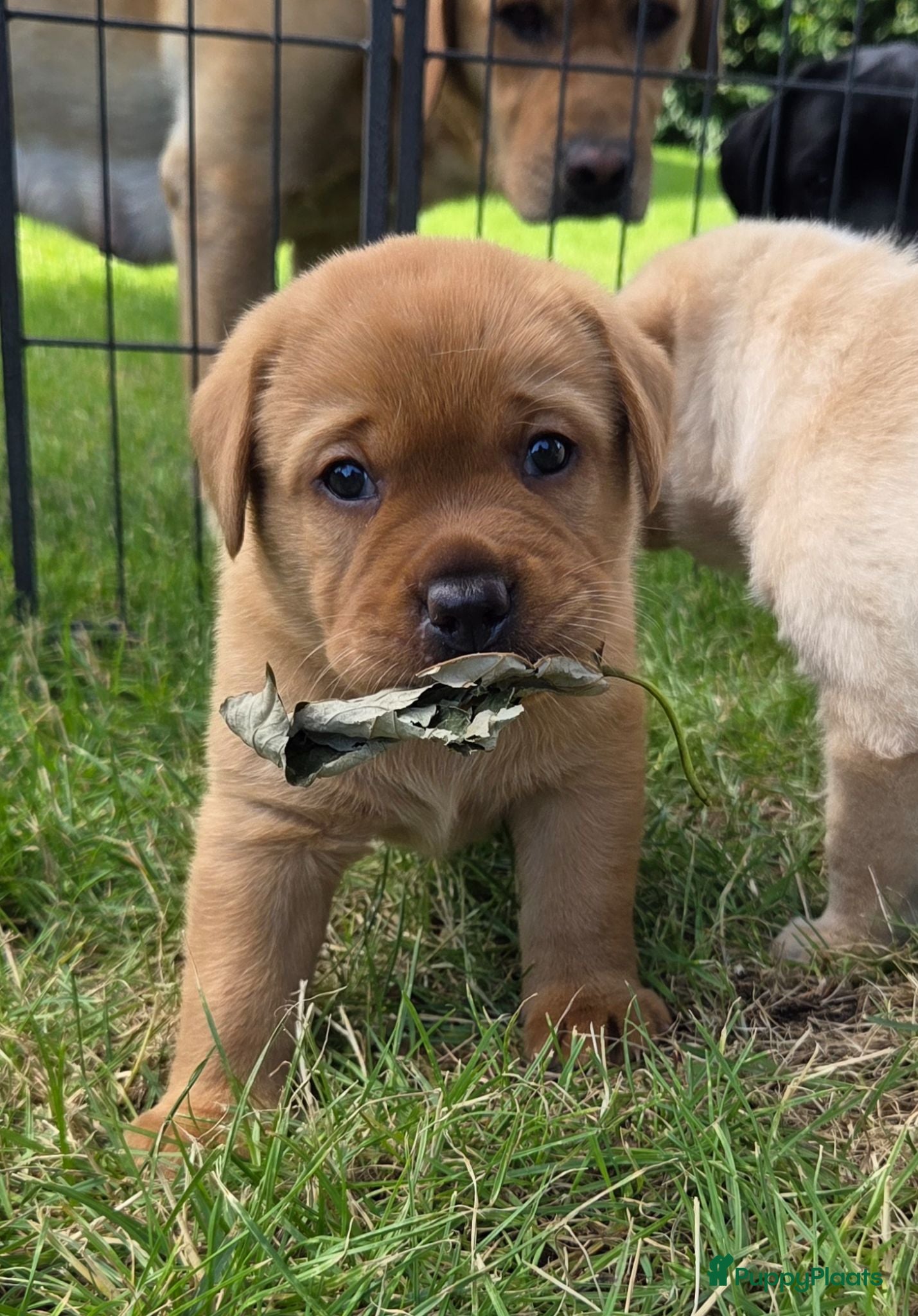 Labrador Retriever honden Mooie stamboom labrador pups - Advertentie 3