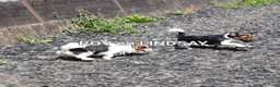 Jack Russel Terriër honden te koop: Gezonde raszuiver gefokt Jack Russel pups laagbeen - Advertentie 7
