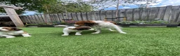 Kooikerhondje honden te koop: Kooiker pups Kooikerhondje  - Advertentie 16