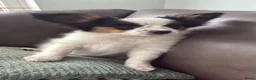Vlinderhondje honden te koop: Zeer mooie vlinder reutjes beschikbaar - Advertentie 3