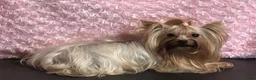 Biewer Terrier honden te koop: Classic Yorkshire teefje - Advertentie 9