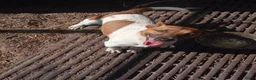 Jack Russel Terriër honden te koop: Jack Russell boerderijpups - Advertentie 2