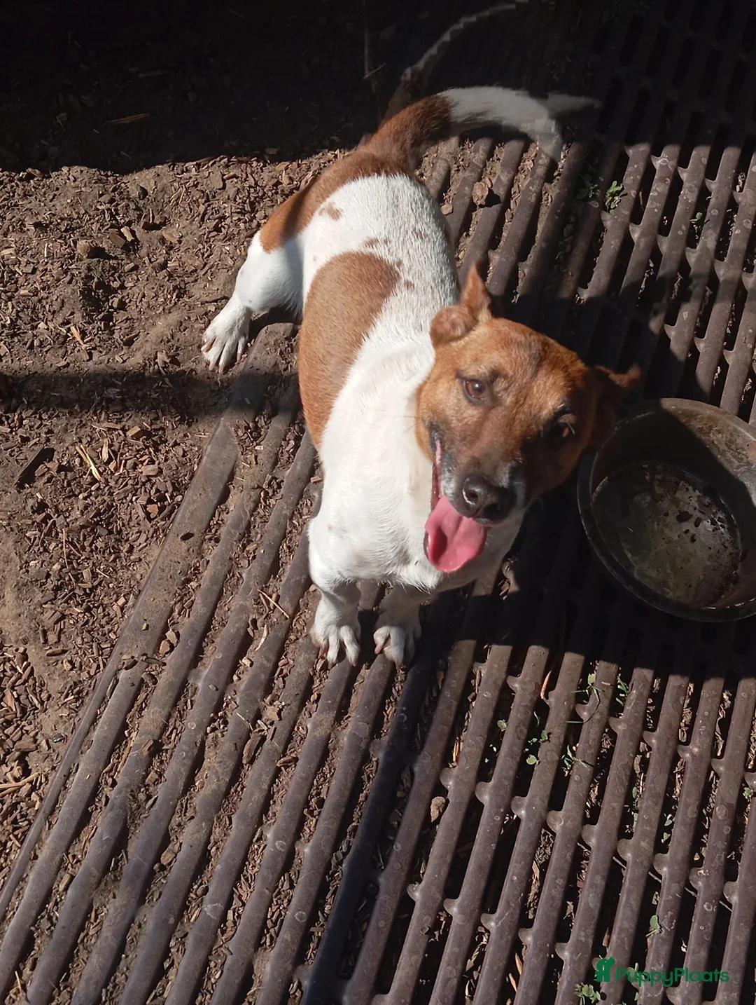 Jack Russel Terriër honden te koop: Jack Russell boerderijpups - Advertentie 2