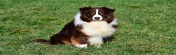 Australian Shepherd honden te koop: Australische herders pups - geboren 17 december - Advertentie 4